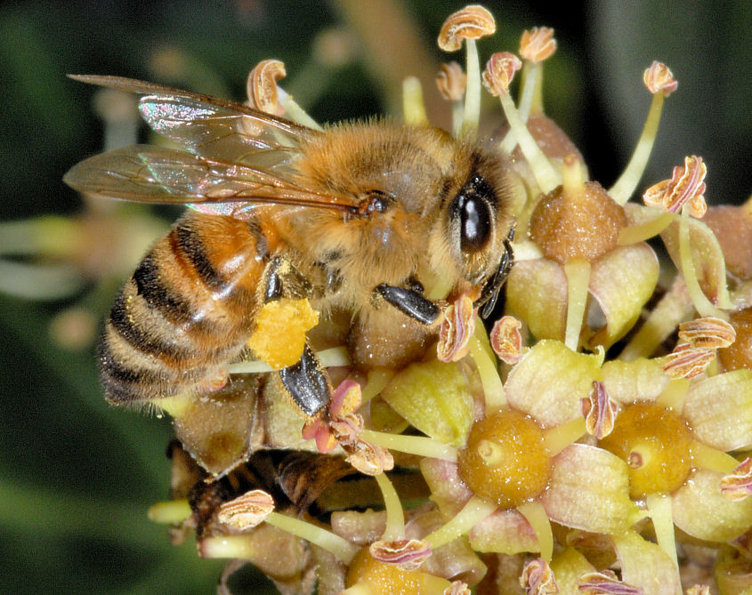 Le mie amiche api, sirfide e mosca